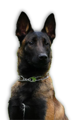 Security Dog on duty